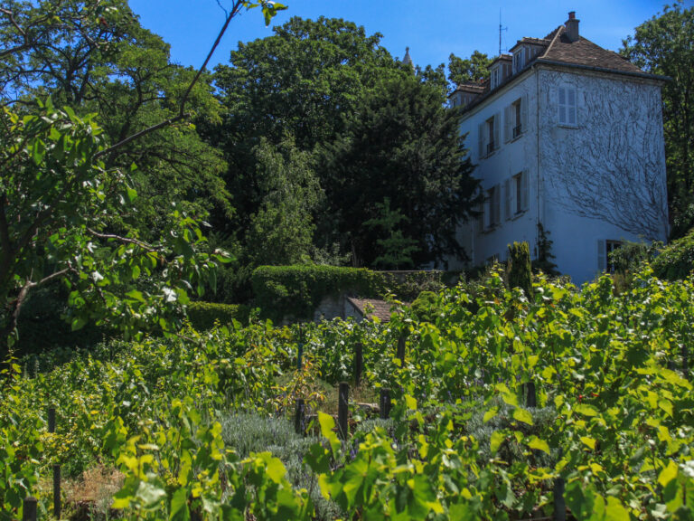 vignes montmartre